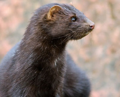Mink - GHH Pest Control - Hampshire Surrey West Sussex - Guildford Liphook Winchester Portsmouth Woking Basingstoke Southampton Petersfield Farnham Alton